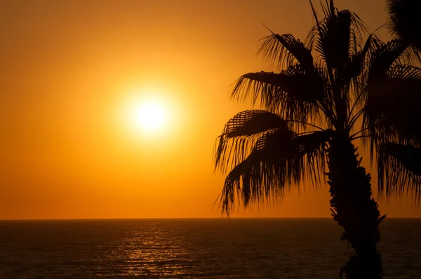 Soirée mer, palmiers, coucher de soleil — Photo