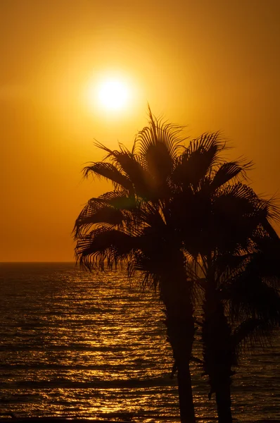 Sunset beach, deniz, palmiye ağaçları akşam — Stok fotoğraf