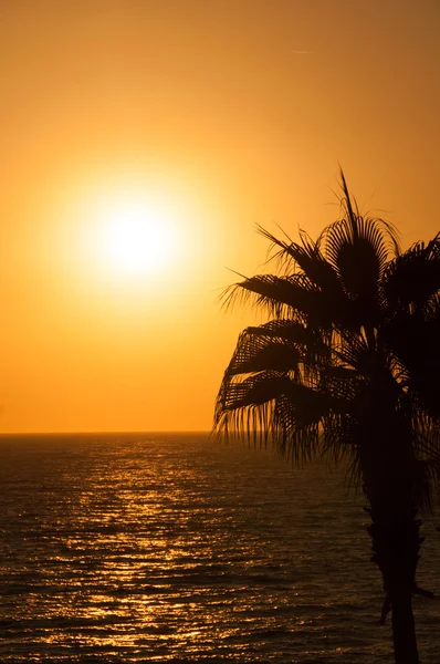 Sunset beach, deniz, palmiye ağaçları akşam — Stok fotoğraf