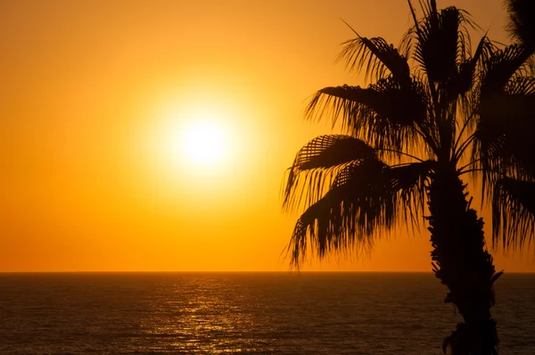 Soirée mer, palmiers, coucher de soleil — Photo