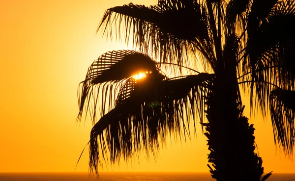 Beautiful sunset sky at the sea, palm tree — Stock Photo, Image