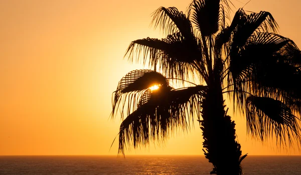 Coucher de soleil magnifique sur la mer, palmier — Photo