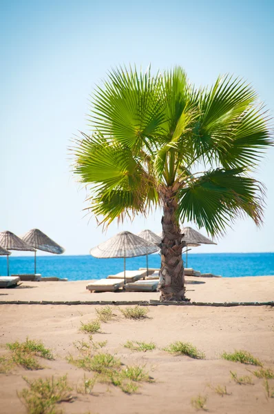 Sea resort, scenic sandy beach with palm trees — Stock Photo, Image