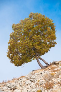 Yalnız ağaç dağ, Türkiye'nin manzaralar