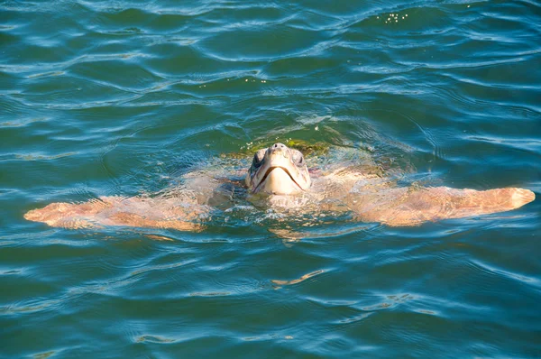 Turtle Caretta caretta swim in water, excursion in Turkey — Stock Photo, Image