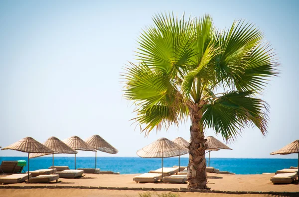 Sea resort, scenic sandy beach with palm trees — Stock Photo, Image