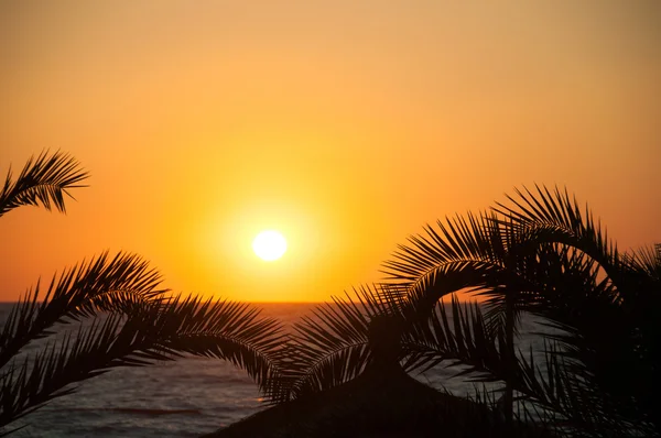 Soirée mer, palmiers, coucher de soleil — Photo