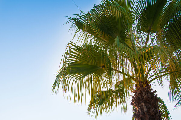 Вид снизу вверх на красивую пальму с голубым солнечным небом
