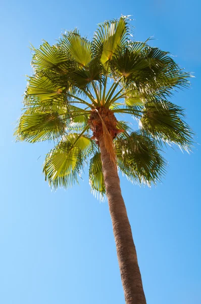 Vackra palmträd mot en blå himmel. — Stockfoto