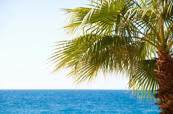 Beautiful palm tree against the sky and blue sea — Stock Photo, Image