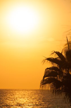 sunset beach, deniz, palmiye ağaçları akşam
