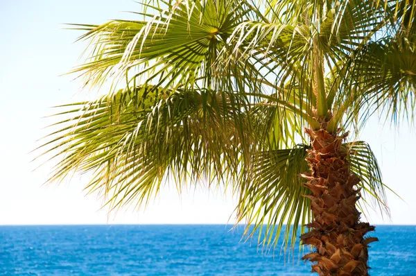 Vackra palmträd mot himlen och blå havet — Stockfoto