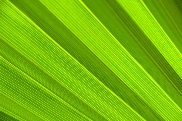 Линии и текстуры листьев зеленой пальмы. — стоковое фото