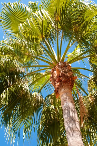 Palm tree view from bottom, sun's rays shine through branches Stock Picture