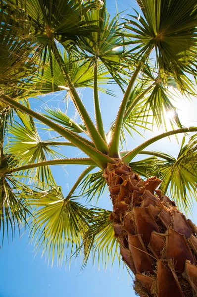 Palm träd syn från botten, solens strålar lyser igenom grenar — Stockfoto