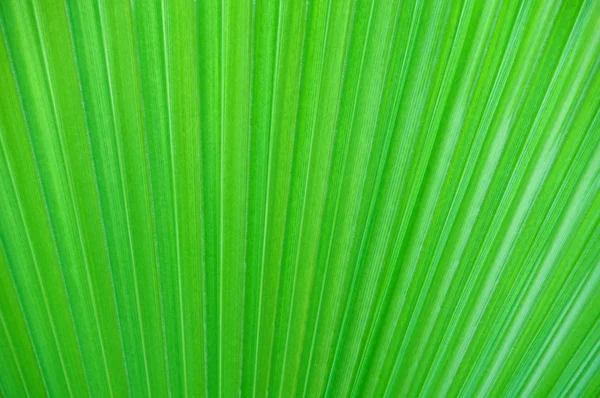 Feuille de palmier gros plan, fond . — Photo