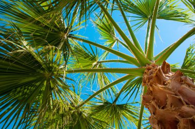 Bottom-up view of a beautiful palm tree with blue sunny sky clipart