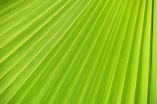 Feuille de palmier gros plan, fond . — Photo