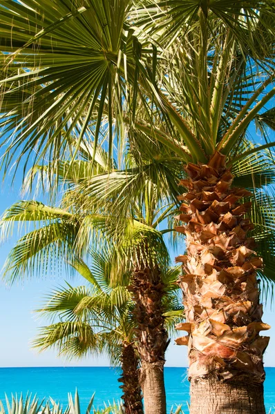 Пальма на фоне неба и синего моря — стоковое фото