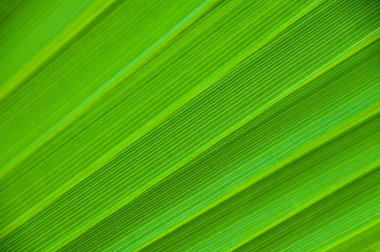 palmiye yaprağı yakın çekim, arka plan.