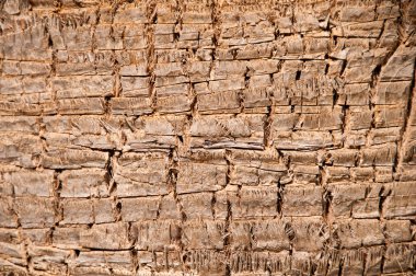 arka plan doku deseninin bir palmiye ağacının kabuğu yakın çekim.