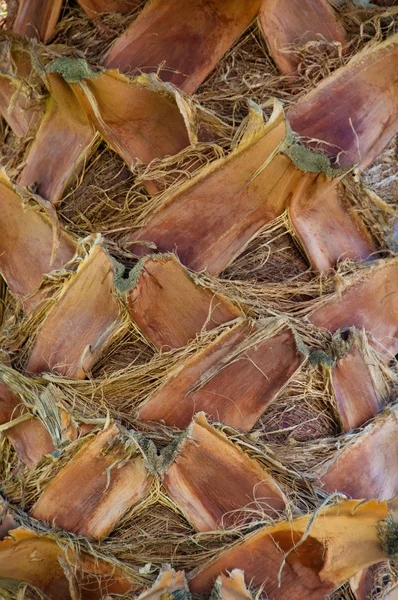 Nahaufnahme der Rinde einer Palme, Hintergrund-Texturmuster. — Stockfoto