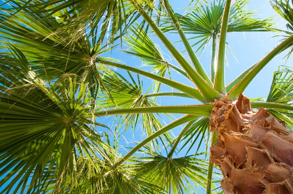 Botten-upp syn på en vacker Palm med solig himmel — Stockfoto