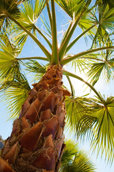 Palm träd syn från botten, solens strålar lyser igenom grenar — Stockfoto