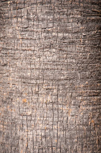 Fond brun tronc d'un palmier gros plan . — Photo