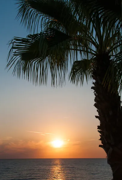 Sunset beach, evening sea, palm trees — Stock Photo, Image