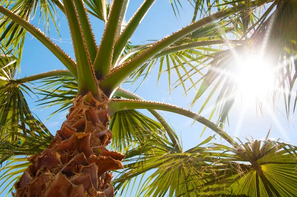 Botten-upp syn på en vacker Palm med solig himmel — Stockfoto