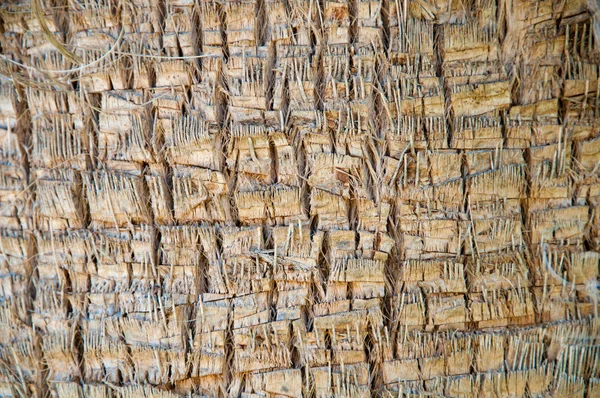 棕色背景的棕榈特写的树干. — 图库照片