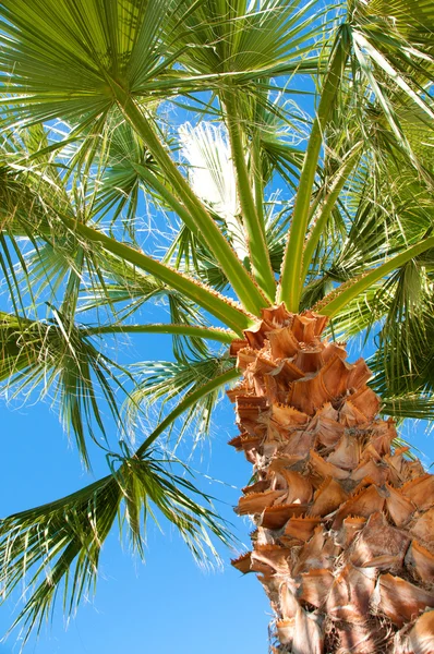 Palm tree view from bottom, sun's rays shine through branches Royalty Free Stock Images