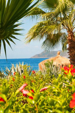 Türkiye'nin cennet: Deniz, palmiye ağaçları, egzotik çiçekler