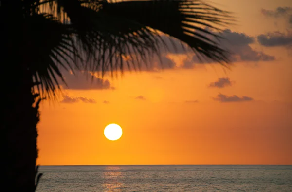 Noite mar, palmeiras, pôr do sol — Fotografia de Stock