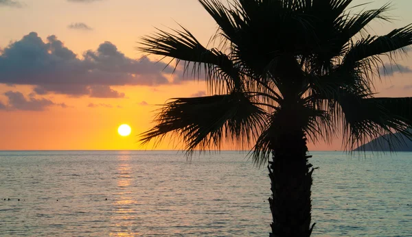 Iltameri, palmut, auringonlasku — kuvapankkivalokuva