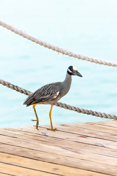Bellissimo Uccello Tropicale Sullo Sfondo Del Mar Dei Caraibi Nella — Foto Stock