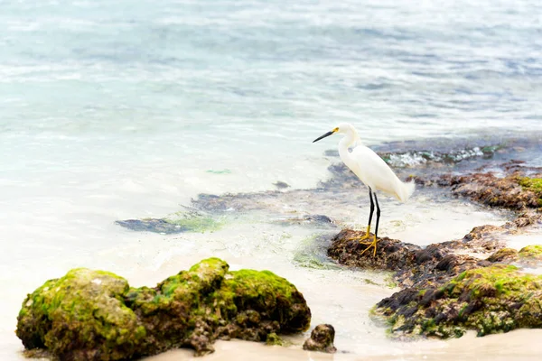 Чудовий Білий Птах Чапля Стоїть Скелях Узбережжі Карибського Моря Домініканської — стокове фото