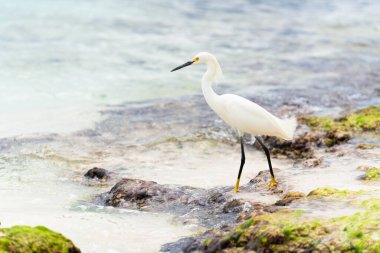 Dominik Cumhuriyeti 'nin Karayipler kıyısındaki kayalıklarda güzel bir balıkçıl kuşu duruyor. 