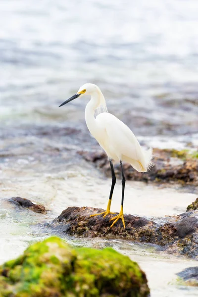 Beautiful White Heron Bird Stands Rocks Caribbean Coast Dominican Republic — Stock Photo, Image