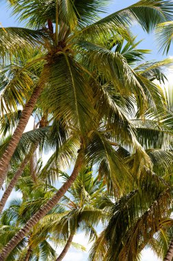 Hindistan cevizi ağaçlı tropik bir park. Karayipler 'de cennet tatili. Yüksek kalite fotoğraf