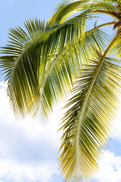 Detailní Záběr Palmových Listů Proti Modré Obloze Mraky Kvalitní Fotografie — Stock fotografie