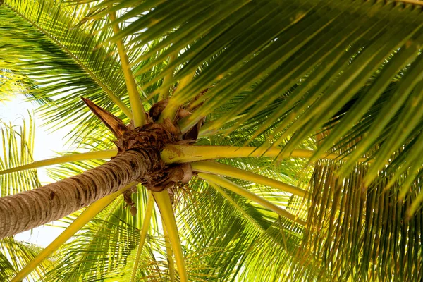 Bir palmiye ağacı ve yoğun yeşil yapraklar. Dominik Cumhuriyeti 'nin tropik bitki örtüsü. Yüksek kalite fotoğraf