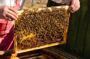 Arı yetiştiricisi kanıtlardaki çerçeveleri arılarla değiştiriyor. Arıcılık. Yüksek kalite fotoğraf