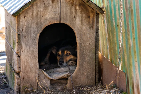 Старая Сельская Собака Цепи Выглядывает Деревянной Будки Деревне Высокое Качество — стоковое фото