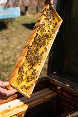 Balmumu bal peteğindeki arı ailesi kanıt odasında. Arıcılık ve arıcılık. Yüksek kalite fotoğraf