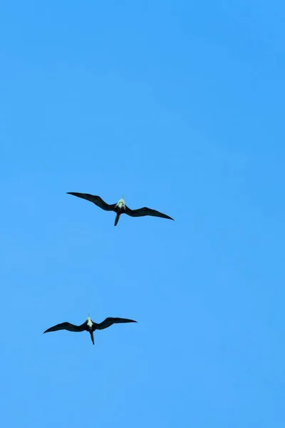 Due bellissimi uccelli volano nel cielo azzurro — Foto Stock