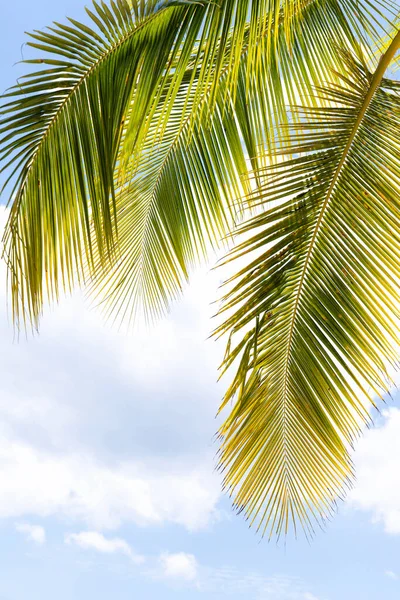 Gros plan des feuilles de palmier contre un ciel bleu avec des nuages. — Photo