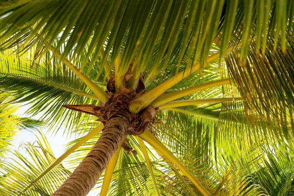 Vista de abajo hacia arriba de una palmera y hojas verdes densas. Vegetación tropical de la República Dominicana —  Fotos de Stock