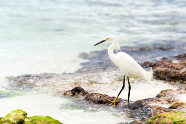 Dominik Cumhuriyeti 'nin Karayipler kıyısındaki kayalıklarda güzel bir balıkçıl kuşu duruyor.. 
